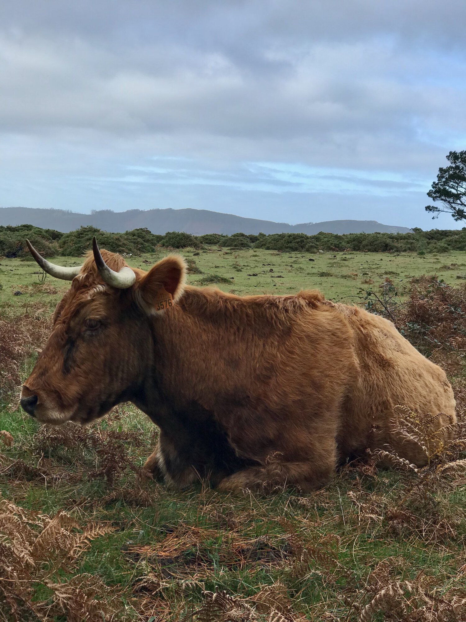 Miradoiro dos Carrís cow