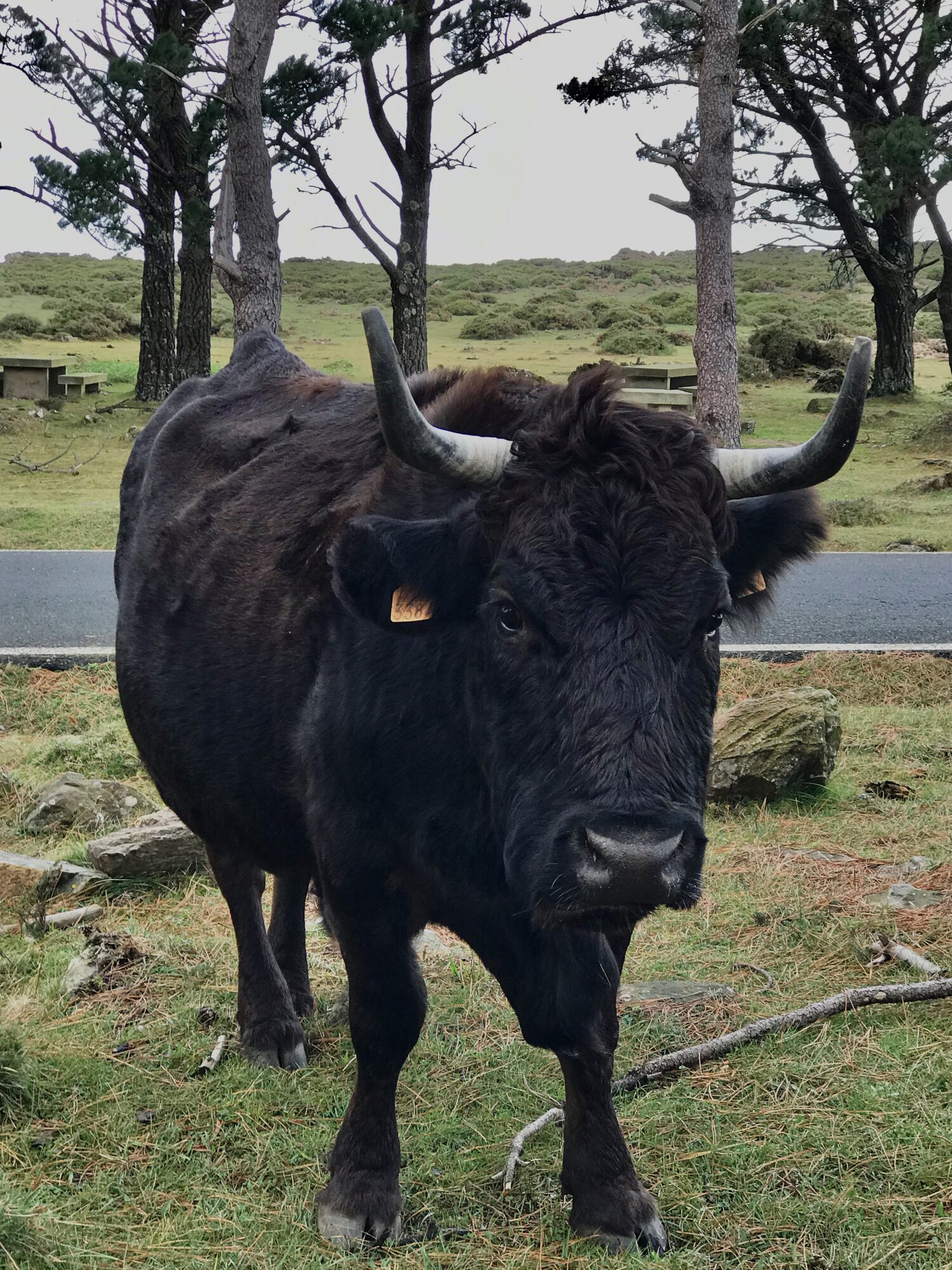 Miradoiro dos Carrís cow